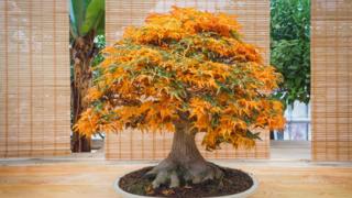 Foto de banco de imagens com bonsai com folhas verdes e laranjas