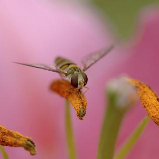 Una mosca cernidora sobre un lirio de Pascua