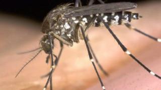 Picture of Mosquito
