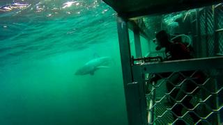 Jaula de buceo
