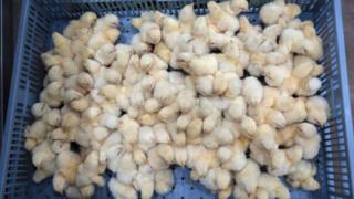 chicks