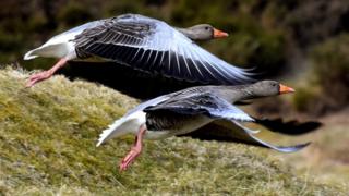 Geese at Loch Walton