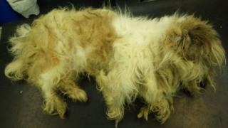 Matted dog