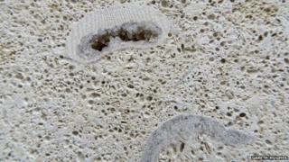 Fully formed echinoids