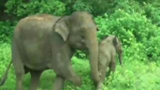 elephant