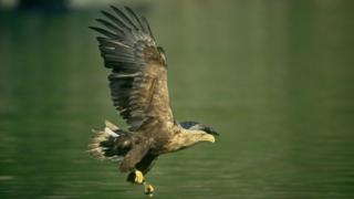 White-tailed sea eagle