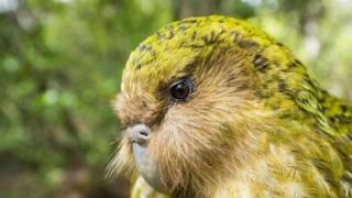 kakapo