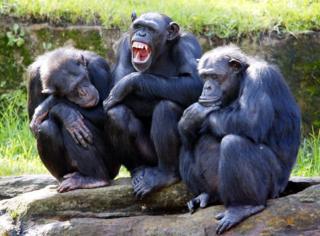 Chimps