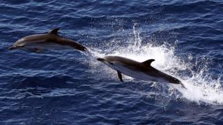 Delfines saltan en el mar