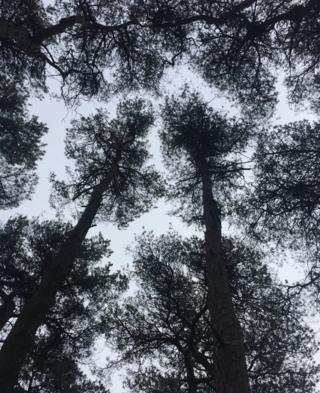 Tree silhouette against the sky