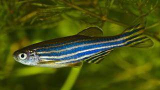 zebrafish