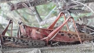 Argentina And Brazil Crops Threatened By Locust Swarm Worship Media - locust roblox