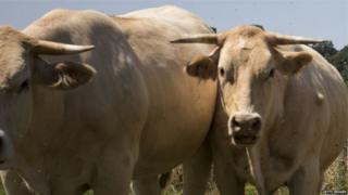 COW