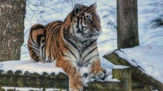 Snow tiger