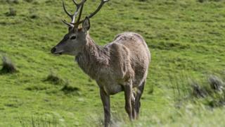 Carw coch