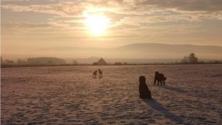 Dogs in field