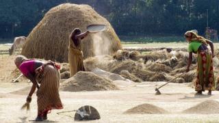 ধান কাটার মৌসুম, নারীর অংশগ্রহণ, মানিকগঞ্জ, ২০০৬, ২২শে ডিসেম্বর,
