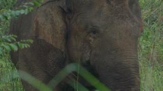 Gajah Sumatera