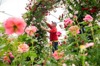 A gardener trims an arch of flowers