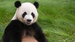 Yang Yang di Panda