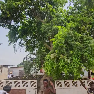 Ghanaian family traces its roots to a tree said to be planted in Apam in the 13th Century