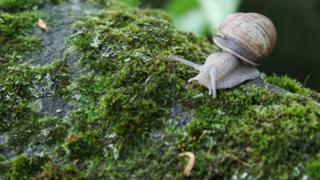 A Helix pomatia