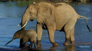 Elefante com um elefante bebé