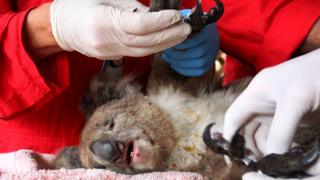 An injured koala being treated at the Kangaroo Island Wildlife Zoo on 10 January