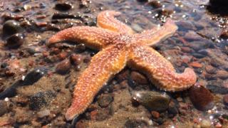 Starfish at Rosemarkie
