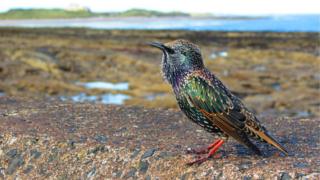 A starling on a harbour wall at Seahouses in Northumberland