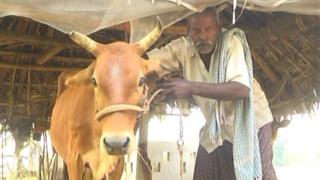 ఈ ఆవుపైనే లైంగిక దాడి జరిగిందని చెబుతున్న రైతు బుచ్చిరాజు