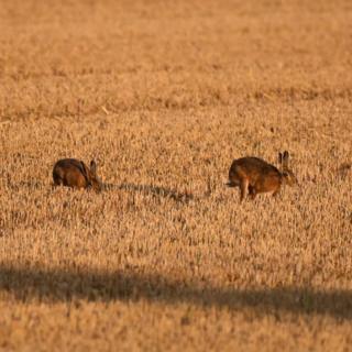 Hares running through a field