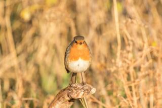 Robin in Findhorn