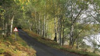 Coille taobh Loch Arcaig