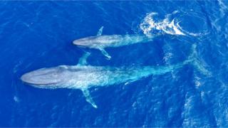 Whaling in Japan