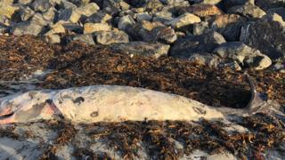 Laogh air ùr-bhreith aig muc-mhara spùtach