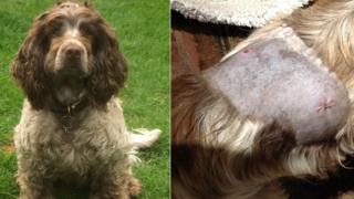 Joe the sprocker spaniel