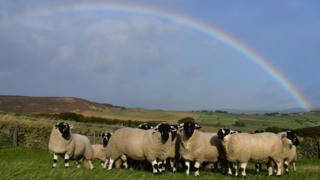 Sheep in a huddle in the West Yorkshire Peak District above Meltham