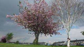 Cherry blossoms under grey skies