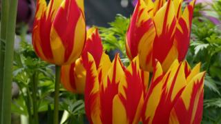 Tulips in the back garden in Carterton