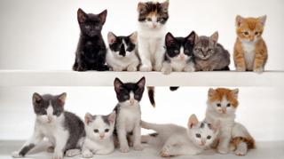 Коти