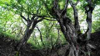 Bosque mixto hircanio del Caspio