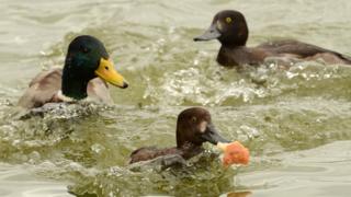 Ducks