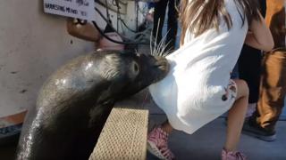 Lobo marino ataca a una niña en Canadá