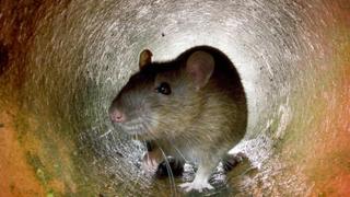 Brown rat in a drain pipe