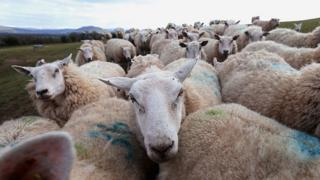 Овцы на склоне холма в Уэльсе
