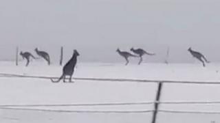 Кенгуру