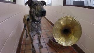 Cão ao lado de um gramofone