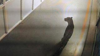 Macan tutul