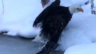 eagle